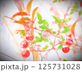 頑張って冬を耐え抜いた南天の実 125731028