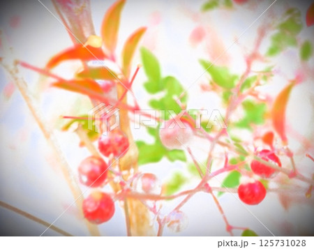 頑張って冬を耐え抜いた南天の実 125731028