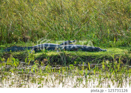 Two Caiman Basking on the Cuiaba Riverbank in The Pantanal, Brazil 125731126