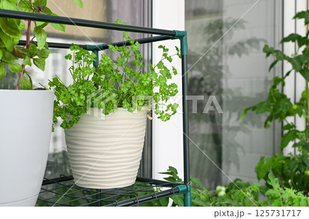Sustainable lifestyle, fresh organic vegetables grown at home Sustainable lifestyle, fresh organic vegetables grown at home 125731717