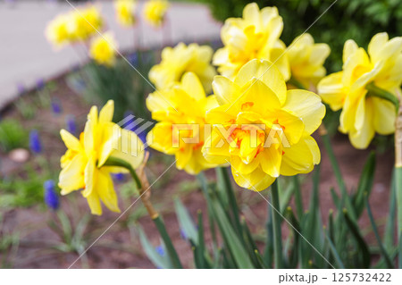 Beautiful spring yellow double petals daffodil flower in full bloom, flowerbed in park or garden 125732422
