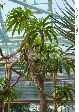 Pachypodium lamerei or Madagascar palm, succulent plant in greenhouse of botanical garden 125732432