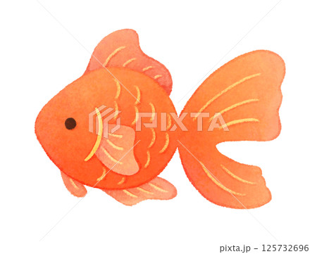 横から見た赤い金魚のイラスト 横から見た赤い金魚のイラスト 125732696