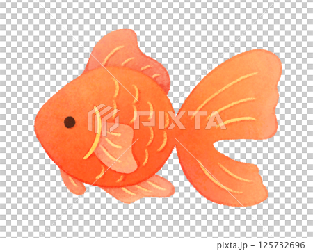 Illustration of a red goldfish seen from the side 125732696