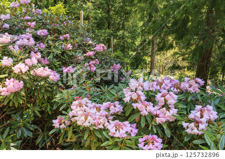 満開の弁財天石楠花の丘 125732896