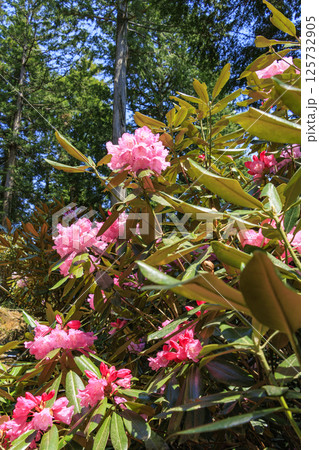 満開の弁財天石楠花の丘 125732905