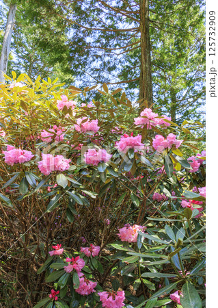 満開の弁財天石楠花の丘 125732909