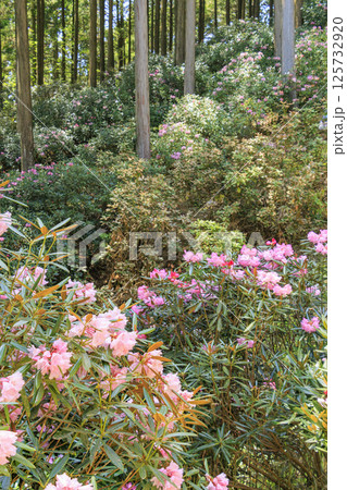 満開の弁財天石楠花の丘 125732920