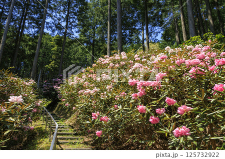 満開の弁財天石楠花の丘 125732922