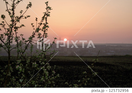 Blossoms at Dawn: A Spring Awakening 125732956