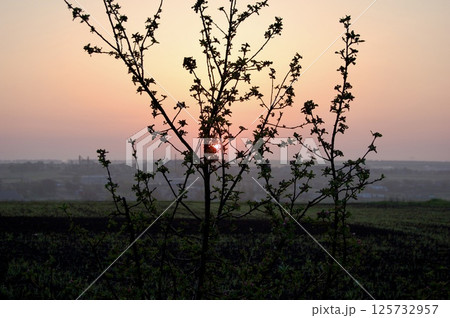 Blossoms at Dawn: A Spring Awakening Blossoms at Dawn: A Spring Awakening 125732957