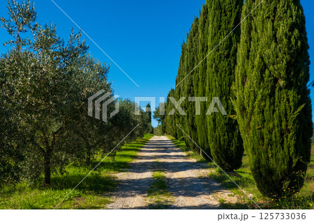 Serene countryside road with cypress and olive trees under clear blue sky 125733036