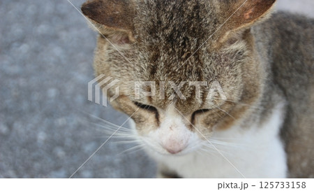 見つめる猫 見つめる猫 125733158