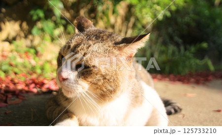 眠そうな猫 眠そうな猫 125733210