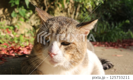 目を閉じている猫 目を閉じている猫 125733211