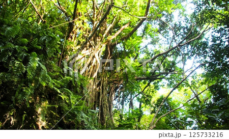 ガジュマルの木 ガジュマルの木 125733216