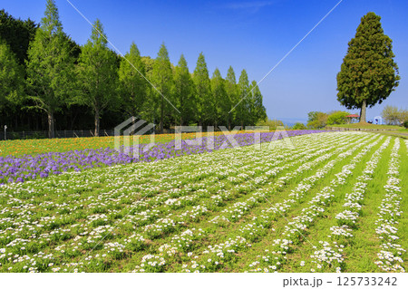 青山リゾート 満開のネモフィラと春の花々 125733242