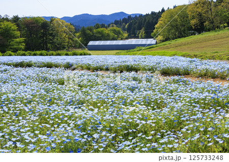 青山リゾート 満開のネモフィラと春の花々 青山リゾート 満開のネモフィラと春の花々 125733248
