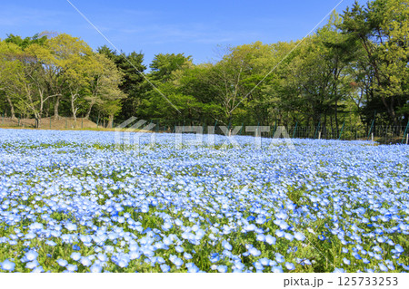 青山リゾート 満開のネモフィラと春の花々 125733253