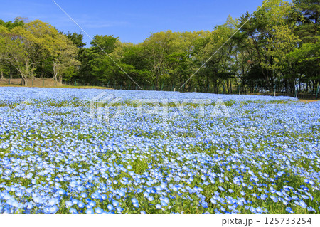 青山リゾート 満開のネモフィラと春の花々 125733254
