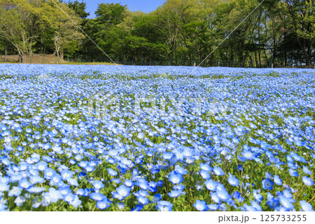 青山リゾート 満開のネモフィラと春の花々 青山リゾート 満開のネモフィラと春の花々 125733255