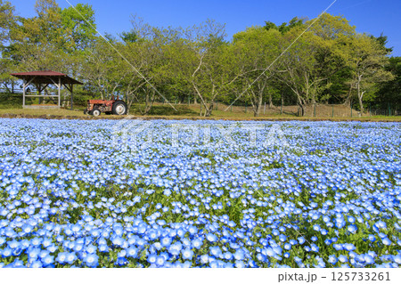 青山リゾート 満開のネモフィラと春の花々 125733261
