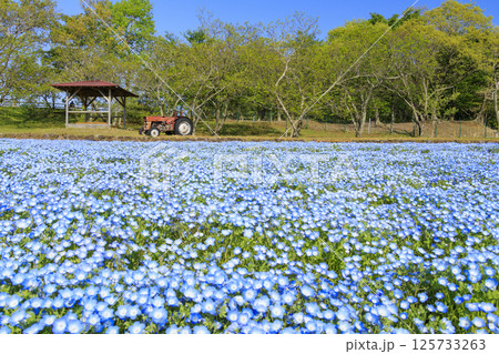 青山リゾート 満開のネモフィラと春の花々 125733263