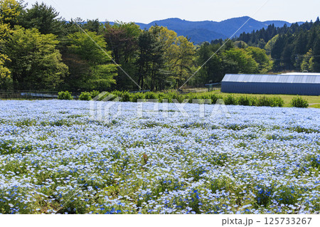 青山リゾート 満開のネモフィラと春の花々 125733267