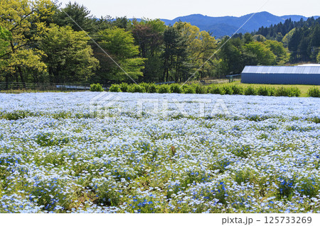 青山リゾート 満開のネモフィラと春の花々 125733269