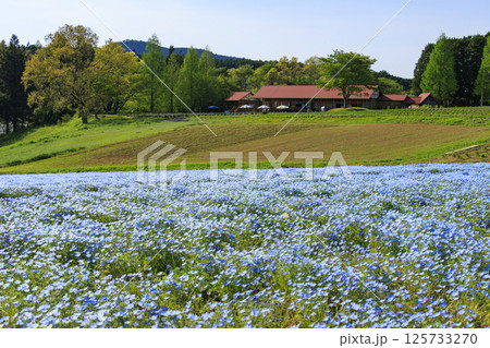 青山リゾート 満開のネモフィラと春の花々 125733270