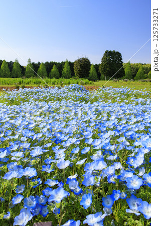 青山リゾート 満開のネモフィラと春の花々 125733271