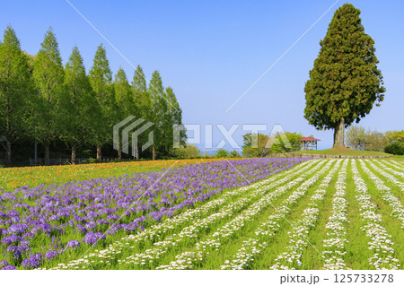 青山リゾート 満開のネモフィラと春の花々 125733278