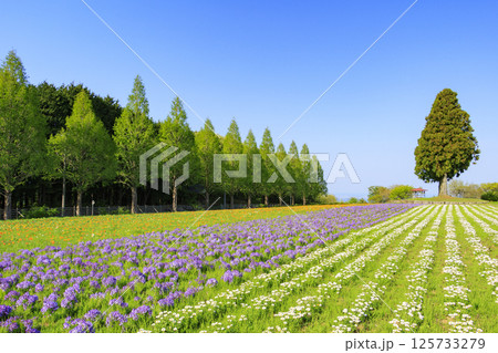 青山リゾート 満開のネモフィラと春の花々 青山リゾート 満開のネモフィラと春の花々 125733279
