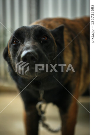 Aggressive dog, Belgian Malinois 125733698