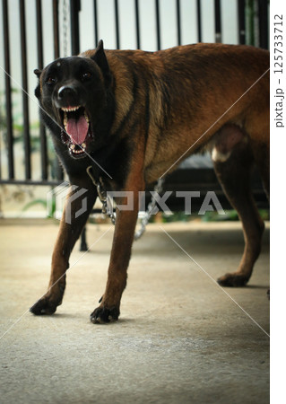 Aggressive dog, Belgian Malinois Aggressive dog, Belgian Malinois 125733712