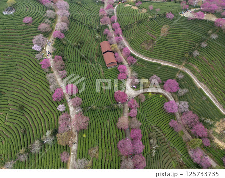 福建省にある台品桜花茶園 福建省にある台品桜花茶園 125733735