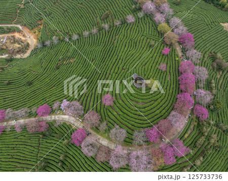 福建省にある台品桜花茶園 125733736