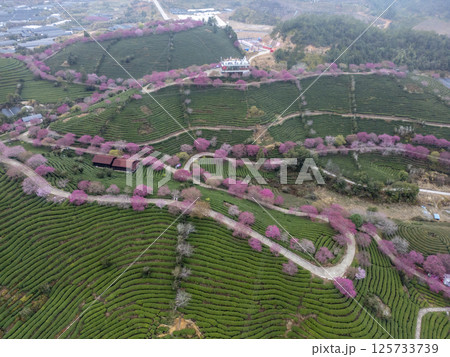 福建省にある台品桜花茶園 125733739
