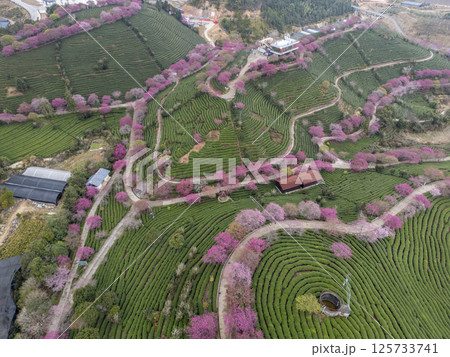 福建省にある台品桜花茶園 福建省にある台品桜花茶園 125733741