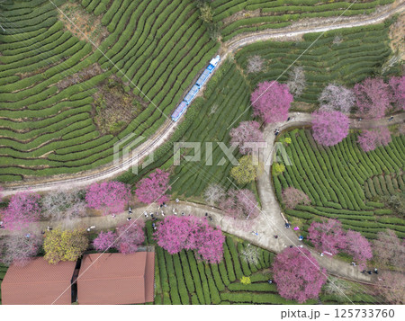 福建省にある台品桜花茶園 125733760