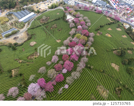 福建省にある台品桜花茶園 福建省にある台品桜花茶園 125733765
