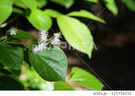 線香花火のようなサワフタギの花 線香花火のようなサワフタギの花 125734152