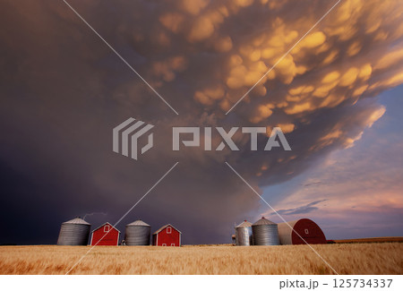 Mammatus clouds at sunset over a farm in the canadian prairies 125734337