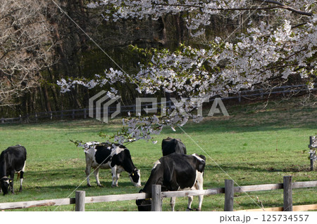 五月の朝のまだ寒さが残る小岩井農場の牧草地と草を食む乳牛 125734557