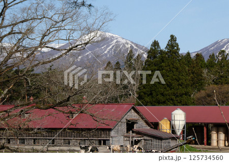 五月の朝のまだ寒さが残る小岩井農場の牛舎と乳牛 五月の朝のまだ寒さが残る小岩井農場の牛舎と乳牛 125734560
