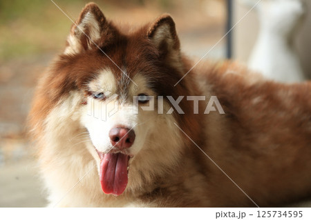 Smart male Alaskan Malamute dog breed 125734595