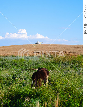 A cow grazing on a field with a combine harvester in the background 125735360