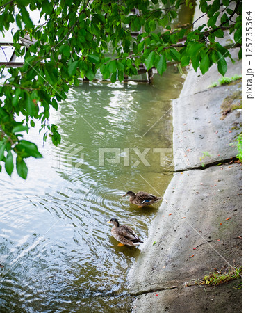 Two wild ducks sitting on the shore of a lake under a tree 125735364