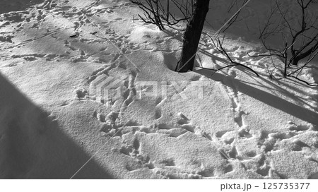 Black and white bird footprint pattern in the snow 125735377