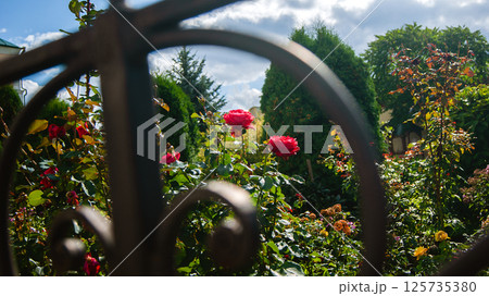 Roses in a blooming garden through a decorative fence Roses in a blooming garden through a decorative fence 125735380